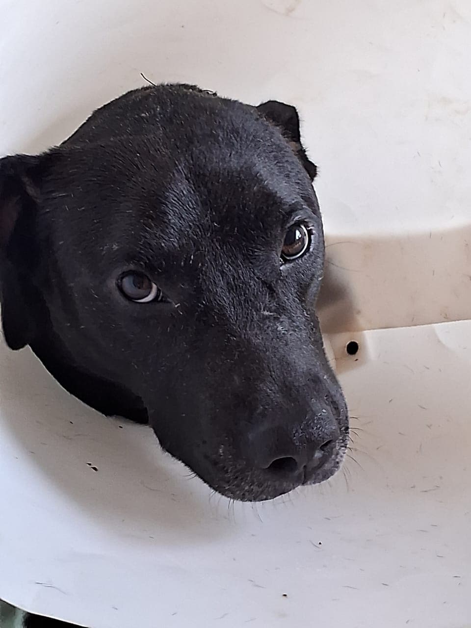 Foto de Sansão
