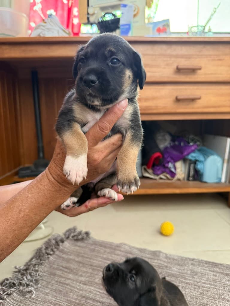 Foto de Ursa