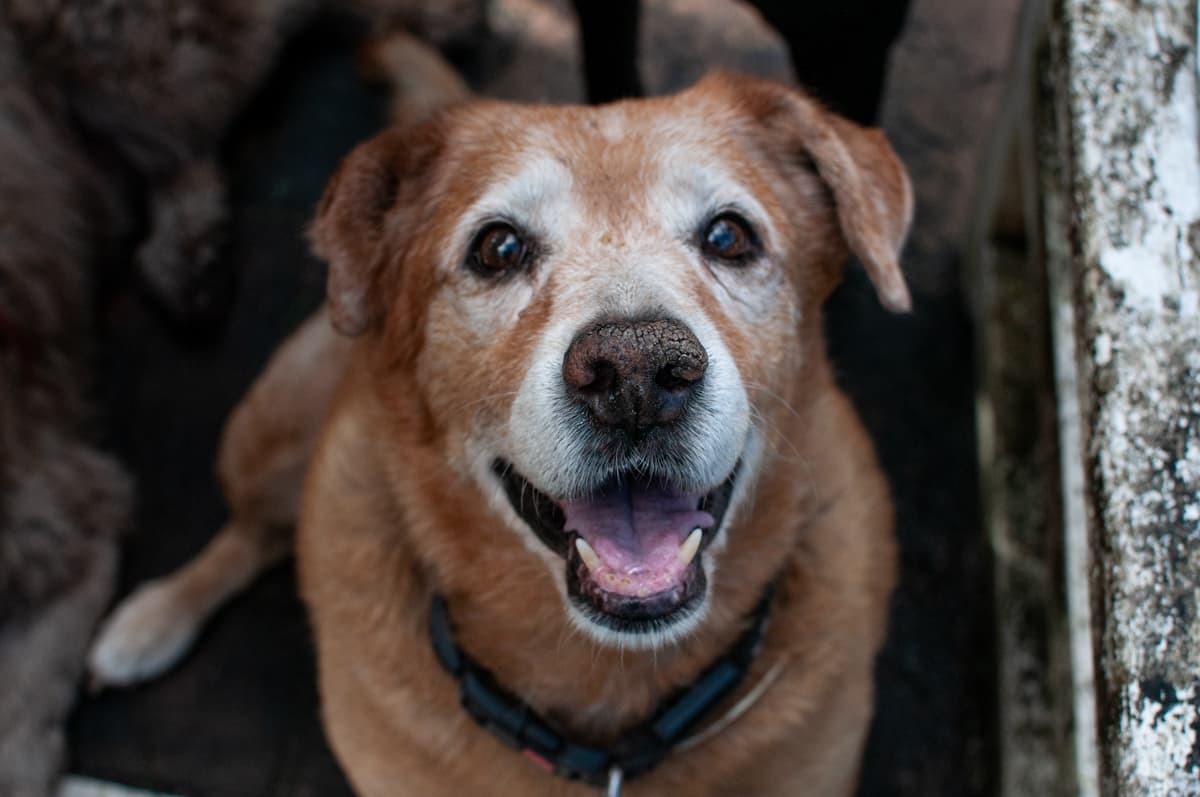 Cara, um dos animais resgatados pela Anjos d'Ajuda