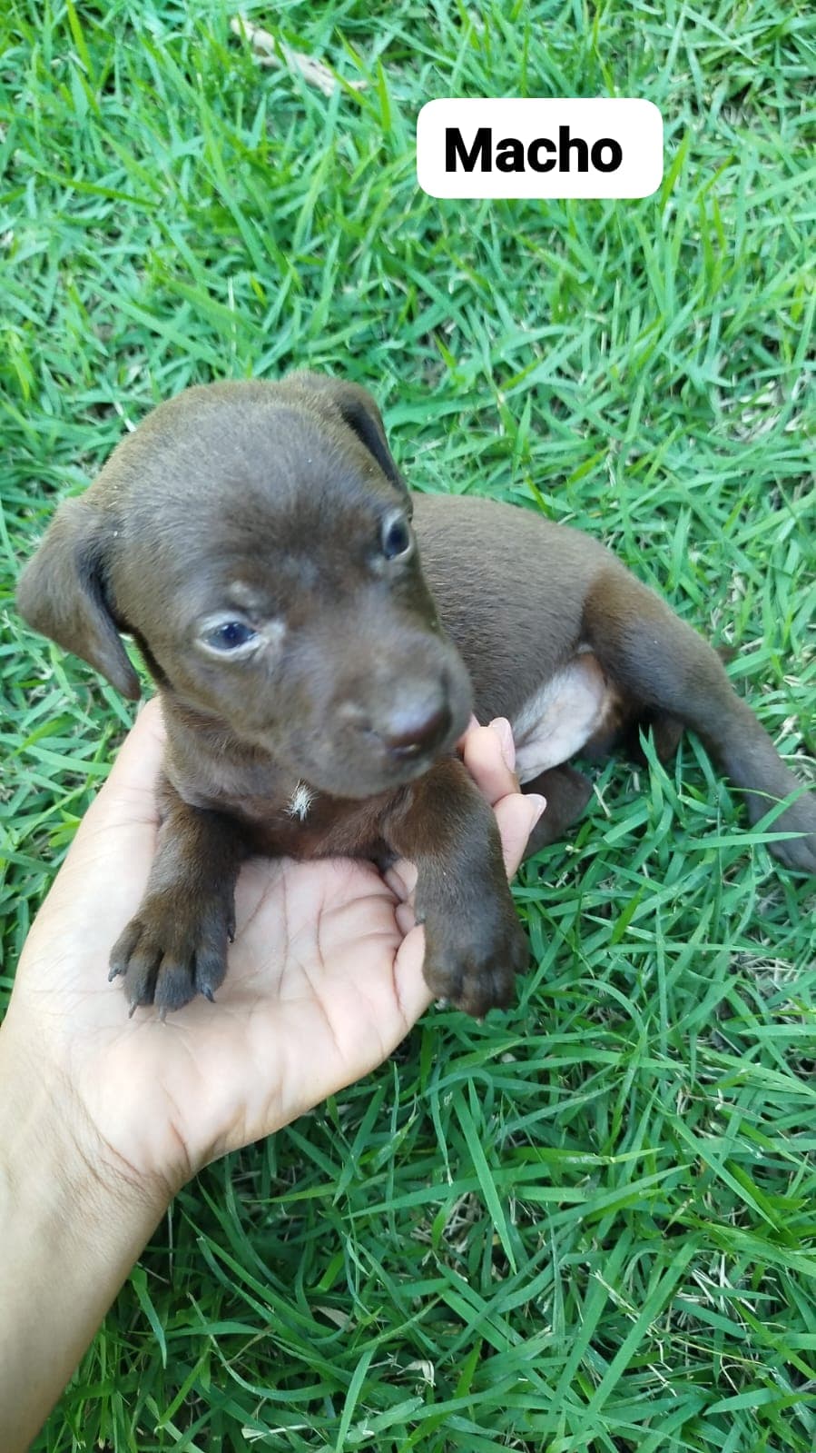 Foto de Filhote Macho Chocolate