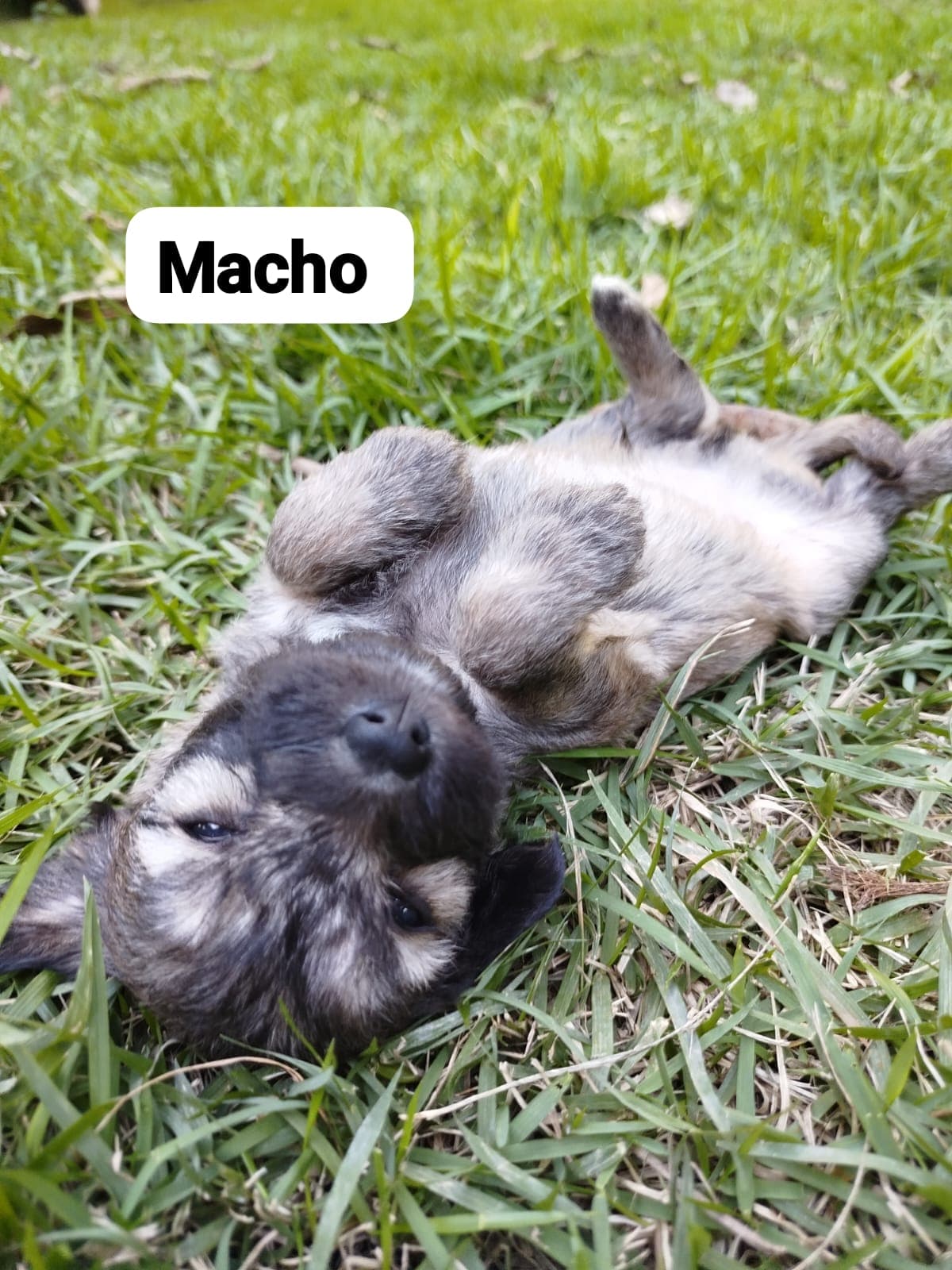 Foto de Filhote Macho Lobo