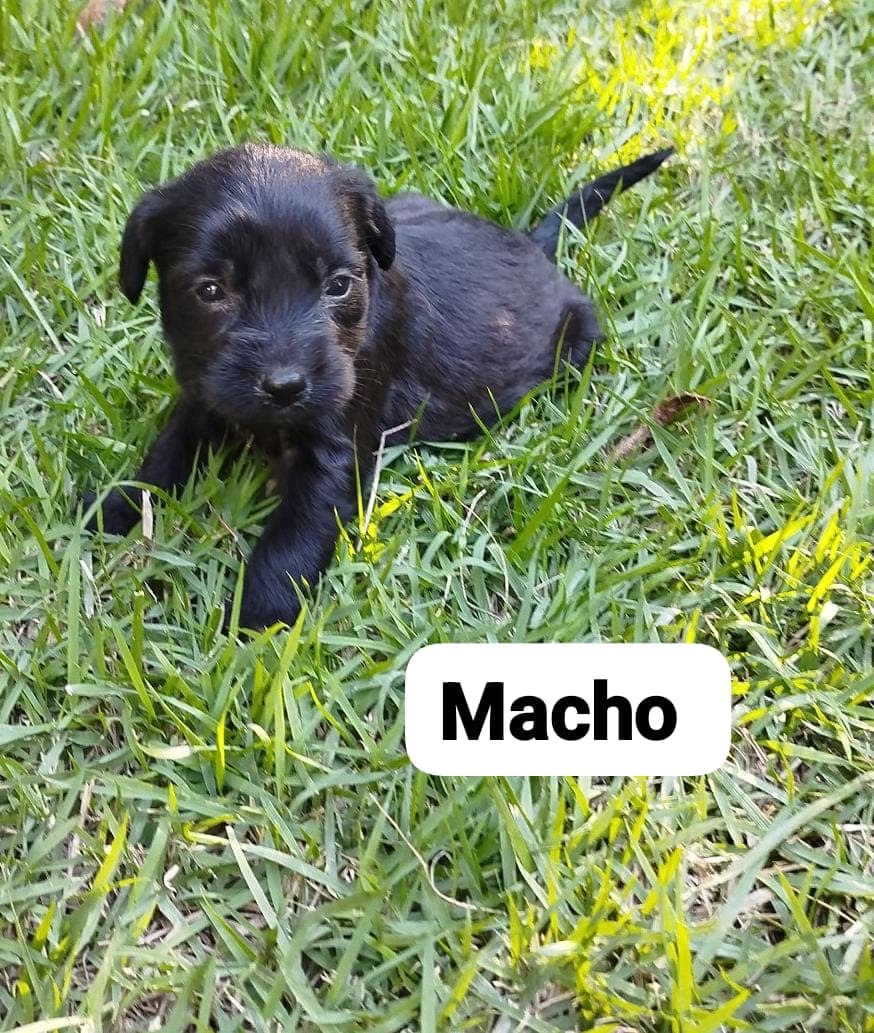 Foto de Filhote Macho Preto