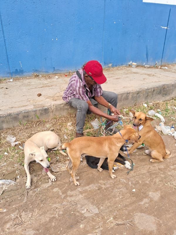 Voluntários e Protetores