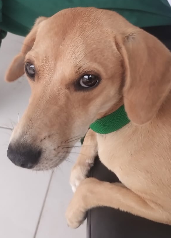 Caramelo