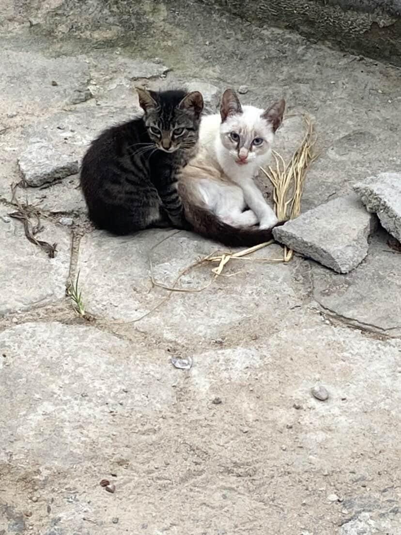 Caju